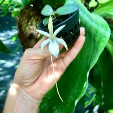 Image result for Aerangis splendida