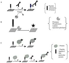 It produces a coloured, fluorimetric, 6 or luminescent derivative of the labeled molecule when incubated with a proper substrate, allowing it to be detected and quantified. A Kinse Substrate Assay Probed With Fitc Labeled Antibody B Download Scientific Diagram