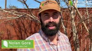 How to Prune Crepe Myrtles in Austin Texas (Video)