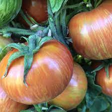 Regular, rugose · greenhouse grown to minimize crosses · 10 seeds/pack . Dwarf Beauty King Organic Tomato Seeds Tomatofest