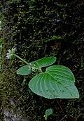 Image result for Tectaria angelicifolia