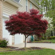 Maybe you would like to learn more about one of these? Bloodgood Japanese Maple Tree Walmart Com Walmart Com