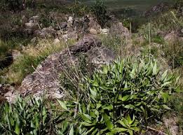 Image result for Anisosepalum alboviolaceum