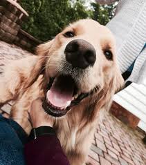 ɠ ơ ơ ɖ ɩ I ʄ ɛ Puppies Dogs Golden Retriever