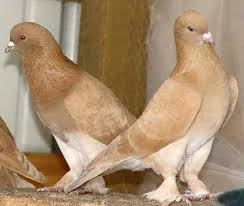 Pin By Vey C Arac On Guvercin Ve Kus Turleri Birds Pigeon Pictures Pigeon Breeds Tumbler Pigeons