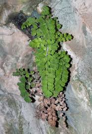 Image result for Adiantaceae