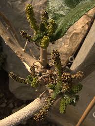 Image result for Icacinaceae