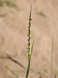 Image result for Rottboellia