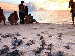 Lankayan dive resort is a luxury private island resort located near sandakan (90 minutes by boat). Malaysia Lankayan Island Turtles Hatching Dive Resort Island Travel