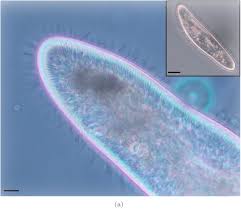 For example, animal cells do not have a cell wall or chloroplasts but plant cells do. Studies In Particle Sorting By Paramecium Cilia Arrays Biorxiv