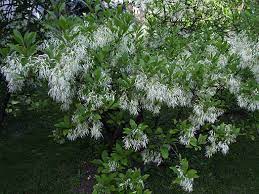 In florida, they grow blueberries eastern redbud, sugar maple, river birch, red maple, flowering dogwood, white birch. 10 Great Flowering Trees Sublime Garden Design Landscape Design Serving Snohomish County And North King County