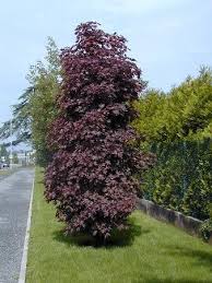 Maybe you would like to learn more about one of these? Crimson Sentry Maple