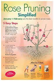 7 Month Baby Food Tips Babyfoodtipsinurdu Backtoedengardeningtips Pruning Roses Trim Rose Bushes Planting Roses