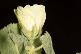 Image result for Hibiscus schinzii