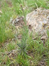 Image result for Turritis glabra