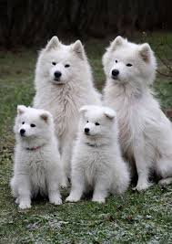20 Animal Family Photos That Are Way Cuter Than Yours Cute Animals Cute Dogs Animals