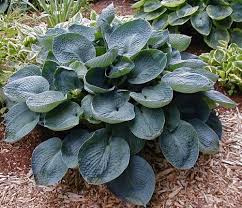 Hosta Blue Plate Special Steinbrunnen Garten Hosta Pflanzen Steinbrunnen