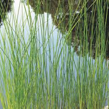 Image result for Schoenoplectus sp.no.1