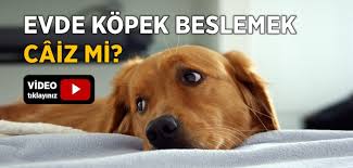 Evde Kedi Kopek Beslemek Caiz Midir Islam Ve Ihsan
