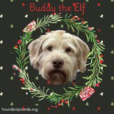 This dog is AMAZING! He loves...