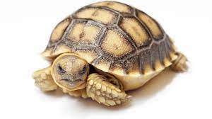 Tortoise Winter Care Youtube