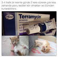 chief adli kullanicinin bilgiler panosundaki pin yavru kediler kedi hayvanlar