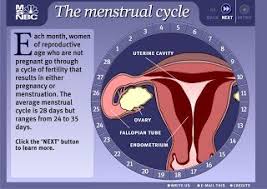 Menstrual Cycle Swf Siklus Menstruasi Swf Kreatifa Media