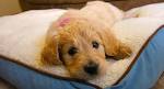 25 Poodle Mix Breeds - The Popular and Adorable Hybrid Dogs