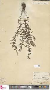 Image result for Asplenium lambinonii