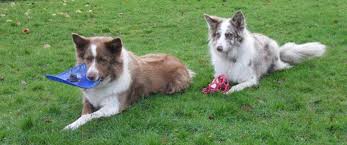 Super angebote für peri care hier im preisvergleich. Pawsitve Petcare Petcare Service In Llandovery Carmartheshire