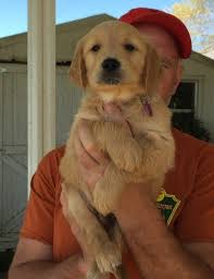 Have a good dog crate and an area teaching your puppy to walk to heel will make life with your friendly golden retriever much more fun. Golden Retriever Puppies Nc Akc Petfinder