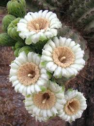 Check spelling or type a new query. In Photos Beautiful Cactus Flowers Signal Spring Is Here Live Science