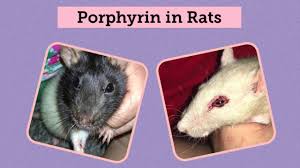 And new owners might mistake the porphyrin for blood. All About Porphyrin In Rats Aka Why Are My Rats Eyes Nose Bleeding Youtube