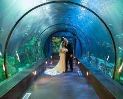 How much are moody garden tickets. Moody Gardens Sur Twitter Get Your Tickets Galveston Bridal Group Presents An Island Wedding Show At Moody Gardens Sunday May 23 2021 Tickets Are 10 Benefitting The Moody Gardens Conservation Fund
