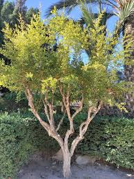 Image result for Punica granatum