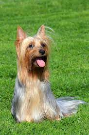 Silky Terrier Dog Breeds Best Small Dog Breeds Best Small Dogs