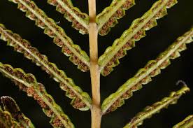 Image result for Cyclosorus interruptus