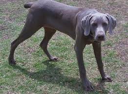 A whippet's friendly nature makes it a perfect addition to a family with kids and other pets. Tall Grey Short Haired Dog