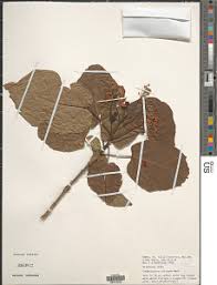 Image result for Carpodiptera africana