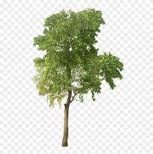 Extra high quality and resolution price: Arbre Png Tree Cut Out Cut Out People Architecture Tree High Resolution Png Transparent Png 539x763 1126884 Pngfind