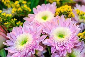 Aster Flower Meaning Flower Meaning Aster Flower Flower Meanings Flower Close Up