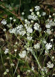 Image result for Physotrichia