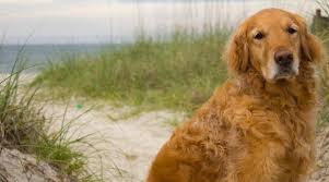 We have stayed here several times. St George Island Pet Friendly Rentals Collins Vacation Rentals