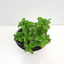 2 buah tomat, yang dipotong dadu. Tanaman Daun Mint Peppermint Dpt Dikonsumsi Terbaru Juli 2021 Harga Murah Kualitas Terjamin Blibli