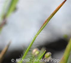 Image result for Panicum monticola