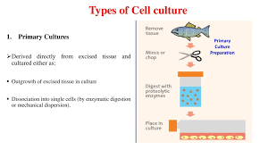 Introduction To Animal Tissue Culture Ppt Download