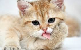 We did not find results for: 1080p Hd Cat Wallpaper Full Hd High Quality Desktop Iphone And Android Background And Wallpaper Animals Cute Cat Wallpaper Kittens Cutest Cats And Kittens