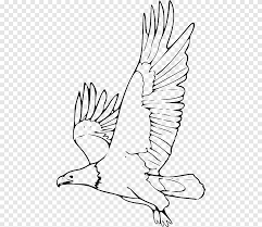 Sketsa gambar burung elang terbaru. Bald Eagle Gambar Elang Hitam Putih Elang Gambar Berwarna Putih Hewan Png Pngegg