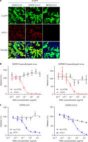 Sars was first reported in asia in february 2003. A Human Monoclonal Antibody Blocking Sars Cov 2 Infection Nature Communications