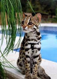 Pin On Cats From Persian Kittens To Tiger S And Their Cubs
